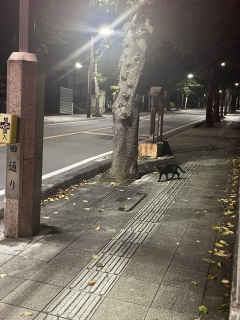 遅い夏休みと夏バテ
